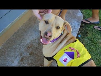 HIKI NŌ Episode # 919: Stella, a homeless dog and other stories | Program
