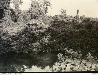 BUT AREA, DAGUA, NORTH EAST NEW GUINEA. C. 1945-04. ONLY A WING TIP DISCLOSED THE PRESENCE OF A JAPANESE KAWASAKI KI-48, ARMY TYPE 99 TWIN-ENGINED LIGHT BOMBER AIRCRAFT, ALLIED CODE NAME LILY, IN ..