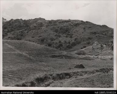 Lachman Singh's farm, near Baghelu's farm