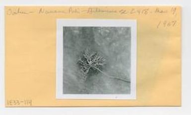[Artemisia in Hawaii, envelope IE33-114]