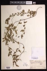 Lygodium microphyllum