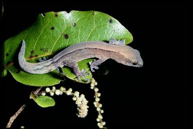 Gecko sp.