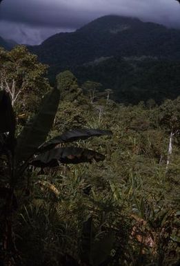 [Tropical rainforest in Saruwaged Range, Papua New Guinea]