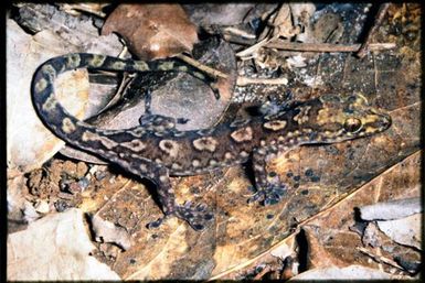 Bavayia ornata