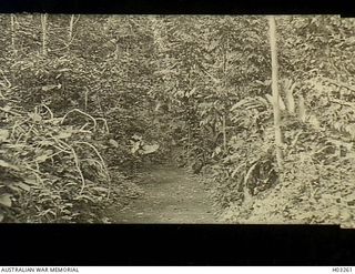 Rabaul, New Britain. c. 1915. Vegetation on the path leading from the Botanic Gardens to Namanula where Government House was situated