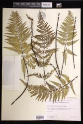 Pityrogramma calomelanos var. aureoflava