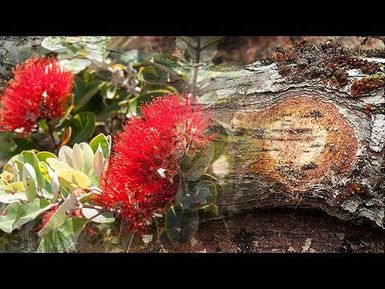 Rapid ʻŌhiʻa Death | Insights on PBS Hawai'i