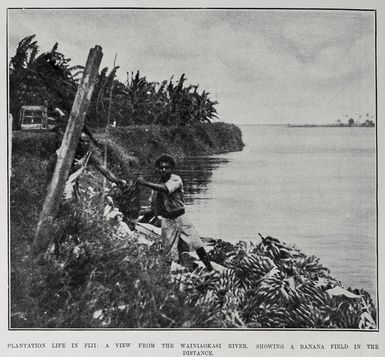 Plantation life in Fiji: a view from the Wainiaokasi River