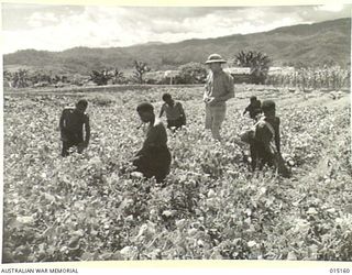 1943-06-29. NEW GUINEA. VEGETABLE GARDENS IN THE MOUNTAINS OF NEW GUINEA. THIS GARDEN SUPPLIES VEGETABLES TO TROOPS IN THE WAU-MUBO AREA. THE MAJORITY OF THE OUTPUT GOES TO HOSPITALS AND REST ..