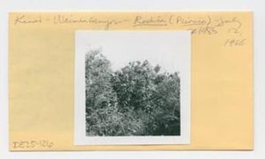 [Rockia sandwicensis in Hawaii, envelope IE25-126]
