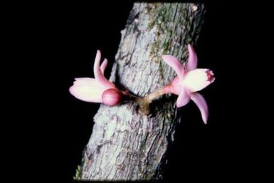 Cauliflory on tree