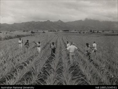 Pineapple crop