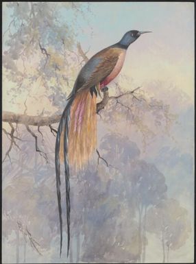 Bird of paradise, Papua New Guinea, 1917 / Ellis Rowan