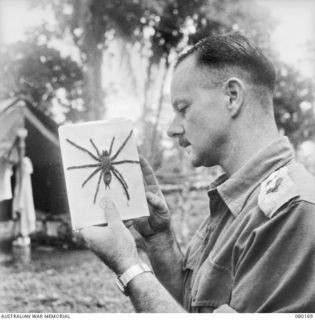 LAE, NEW GUINEA. 1944-07-02. CAPTAIN B. FOGARTY, HEADQUARTERS NEW GUINEA FORCE WITH A HUGE FUNNEL-WEB SPIDER HE CAUGHT OUTSIDE HIS TENT. THE SPECIES HAS A DANGEROUS BITE