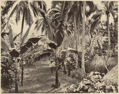 A view of the native town of Buretta [Bureta] Fiji