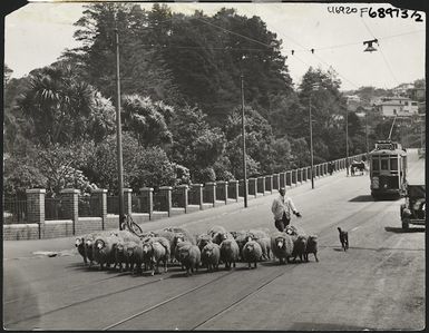 Herding sheep along Glenmore Street, Wellington