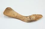 Pig bone spoon