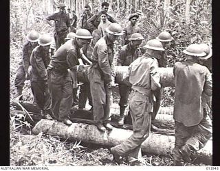 BUNA AREA, PAPUA, 1942-12-28. PREPARING THE WAY FOR FURTHER TANK ATTACKS AGAINST JAPANESE POSITIONS AT BUNA. AUSTRALIAN INFANTRY LAYING FELLED COCONUT TREES ACROSS A BOGGY AREA. (DONOR: G. SILK)