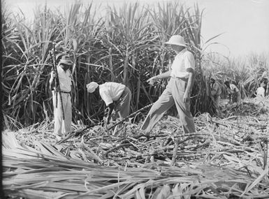 [Harvesting sugar cane]