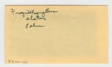 [Prognathogryllus alatus in Hawaii, envelope IE42-100]