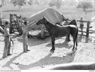 PORT MORESBY, PAPUA. 1942-07-11. MEN OF THE INDEPENDENT LIGHT HORSE TROOP, PUTTING ON A HALTER ON A FRESHLY CAUGHT HORSE FROM THE HILLS. THE PERSONNEL OF THIS UNIT ARE MOSTLY QUEENSLAND CATTLEMEN ..
