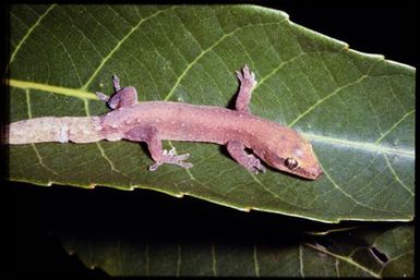 Gecko sp.