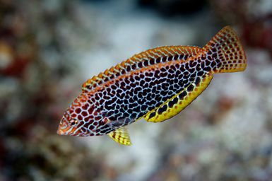 Macropharyngodon meleagris (Blackspotted wrasse) female at Namuka Island, Fiji during the 2017 South West Pacific Expedition.