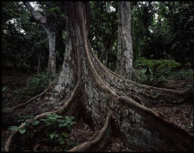 Forest buttress, Fiji, 1994 / Peter Dombrovskis