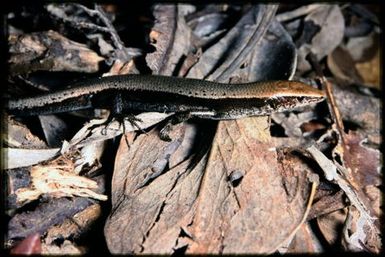 Skink sp.