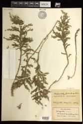 Selaginella arbuscula