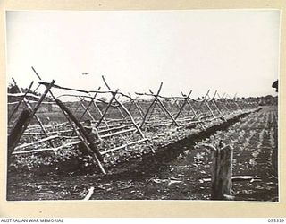 JACQUINOT BAY, NEW BRITAIN, 1945-08-20. A MEMBER OF 2 INDEPENDENT FARM PLATOON, AUSTRALIAN ARMY SERVICE CORPS, EXAMINING BEANS SUPPORTED BY WIRE MESH OVER AN ARCHWAY