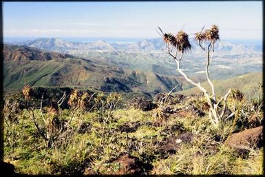 Dracophyllum sp. in maquis vegetation