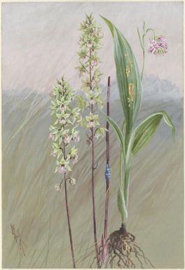 Eulophia bicallosa and Geodorum densiflorum and insect on a stem, Papua New Guinea, 1916 / Ellis Rowan