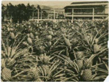 Pineapple field