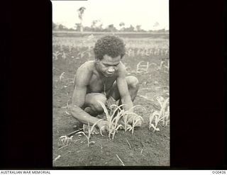 NEW GUINEA. 1943-12-22. RESULTS OBTAINED FROM A RAAF VEGETABLE FARM ESTABLISHED IN NEW GUINEA READ LIKE A GARDENER'S DREAM. PROLIFIC CROPS ARE OBTAINED AND GROWTH IS PHENOMENAL. BEANS, FOR ..