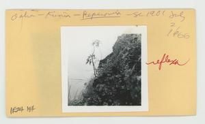 [Peperomia in Hawaii, envelope IE24-184]