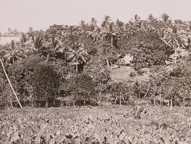 Samoan Islands, taro plants