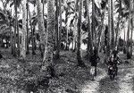 A coconut plantation in Maré island