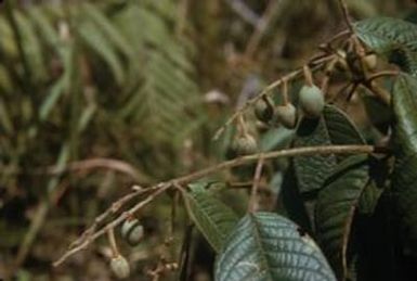 [Unidentified plant close-up from Papua New Guinea]