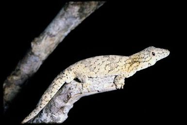 Eurydactylodes vieillardi