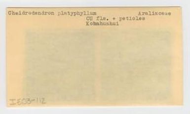 [Cheirodendron platyphyllum in Hawaii, envelope IE03-112]