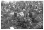 Harvesting 'ufi lei toutu'u of the Free Wesleyan Church at Pōme'e. (Ngatu, Lātū Vaka; 'Atonio; Vātau.)