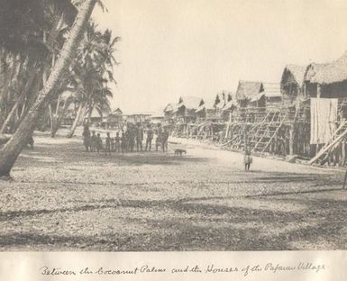 Between the coconut palms and the houses of the Papuan Village, Port Moresby, Papua New Guinea.