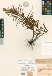 Polypodium shawii