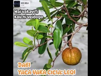 FOCUS ON CICIA ISLAND, LAU PROVINCE: KAU VAKAVITI- DABI SE NA LEQI