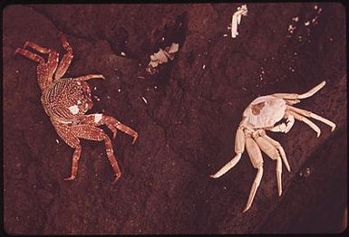 CRABS