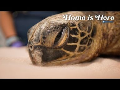 The Unique Biology of Green Sea Turtles | PBS HAWAIʻI