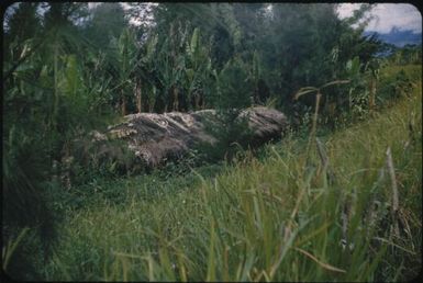 Old but still-inhabited house on right bank of lower Minj River, practically buried in vegetation : Wahgi Valley, Papua New Guinea, 1954 / Terence and Margaret Spencer