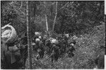 Pig festival, stake-planting, Tuguma: Tuguma and allies watch fight package rubbed on tree to be felled at enemy boundary