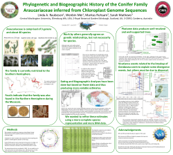 Phylogenetic and Biogeographic History of Araucariaceae Inferred from Chloroplast Genome Sequences